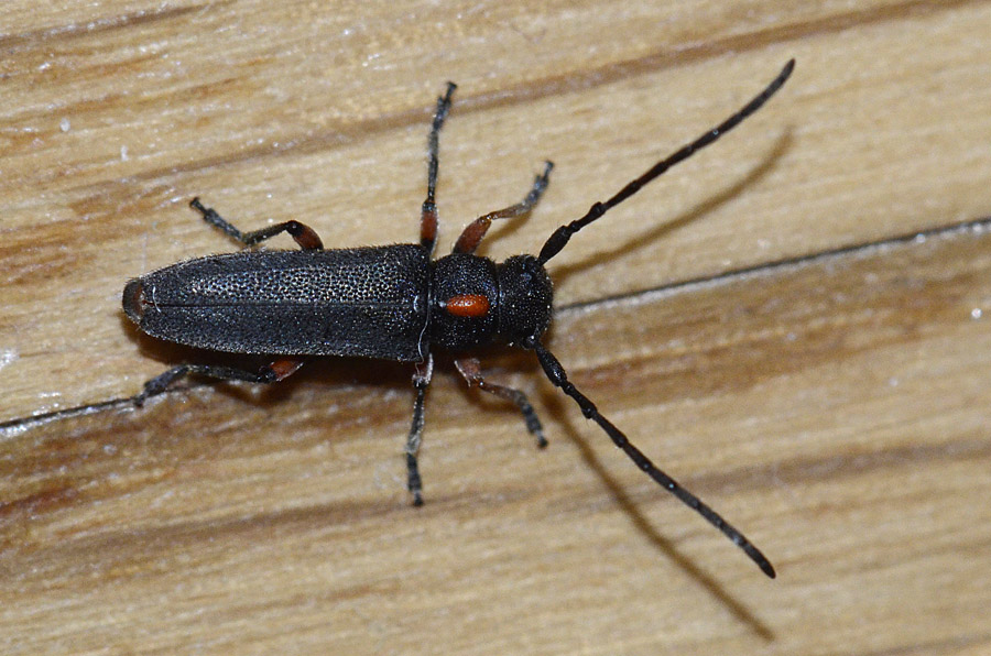 Phytoecia pustulata